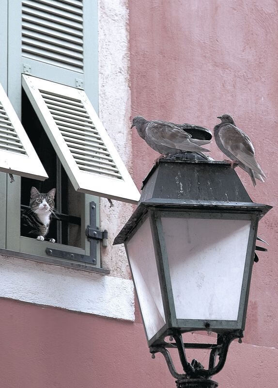 塔图姆的跨界统治,湖人对阵骑士全明星赛中的压制级表演