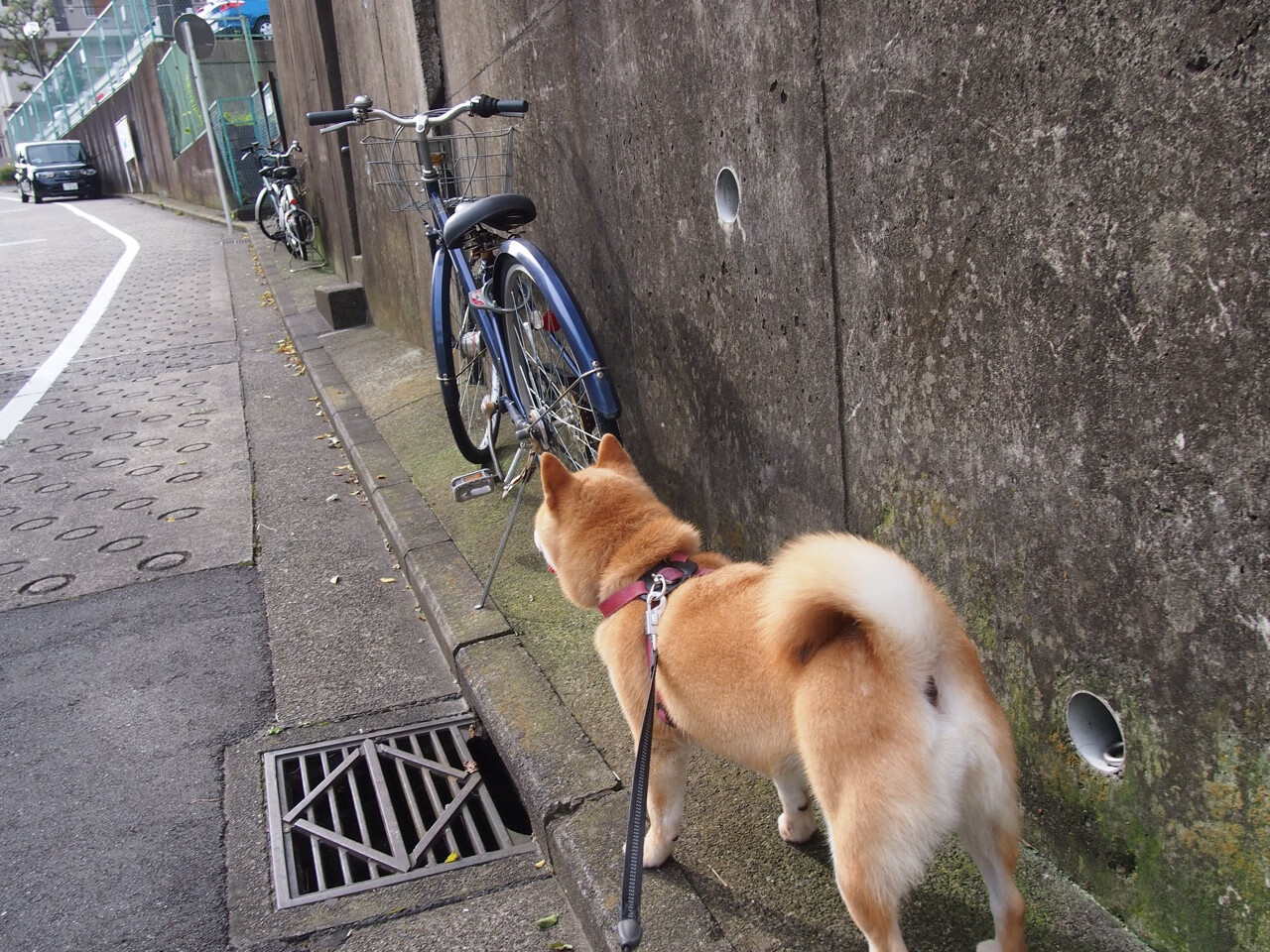 撕裂凌晨四点的黑暗，莫兰特和他的西决生死战