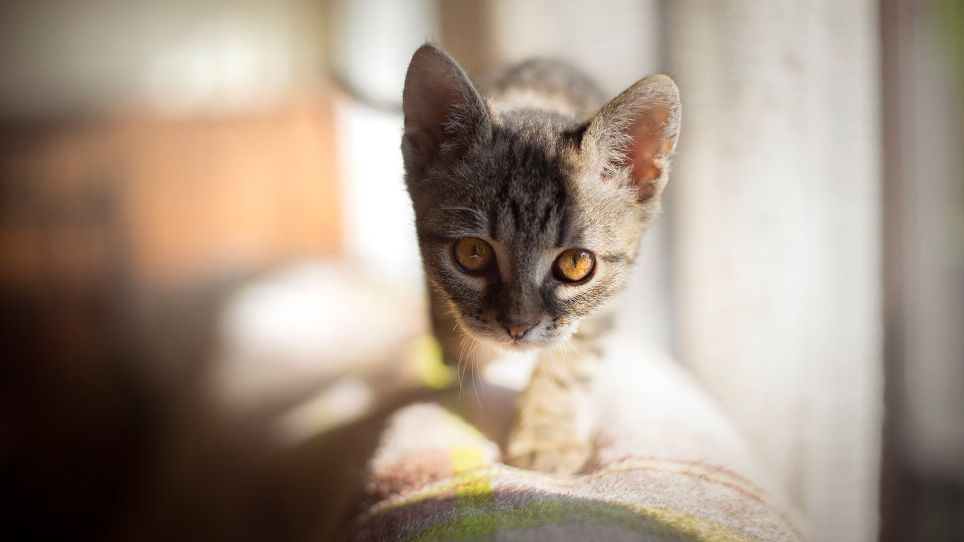 帕尔默统治全场，中国少年一剑封喉提前终结马德里竞技悬念