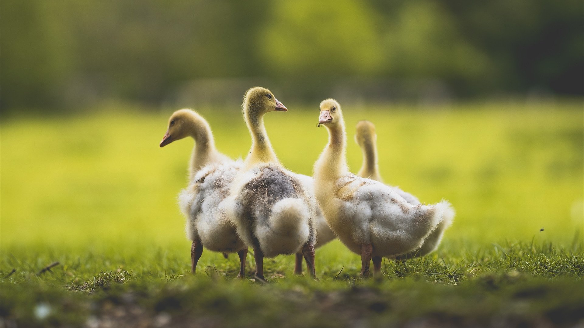 双城记，英超天王山硝烟弥漫，多特蒙德友谊赛轻取厄瓜多尔