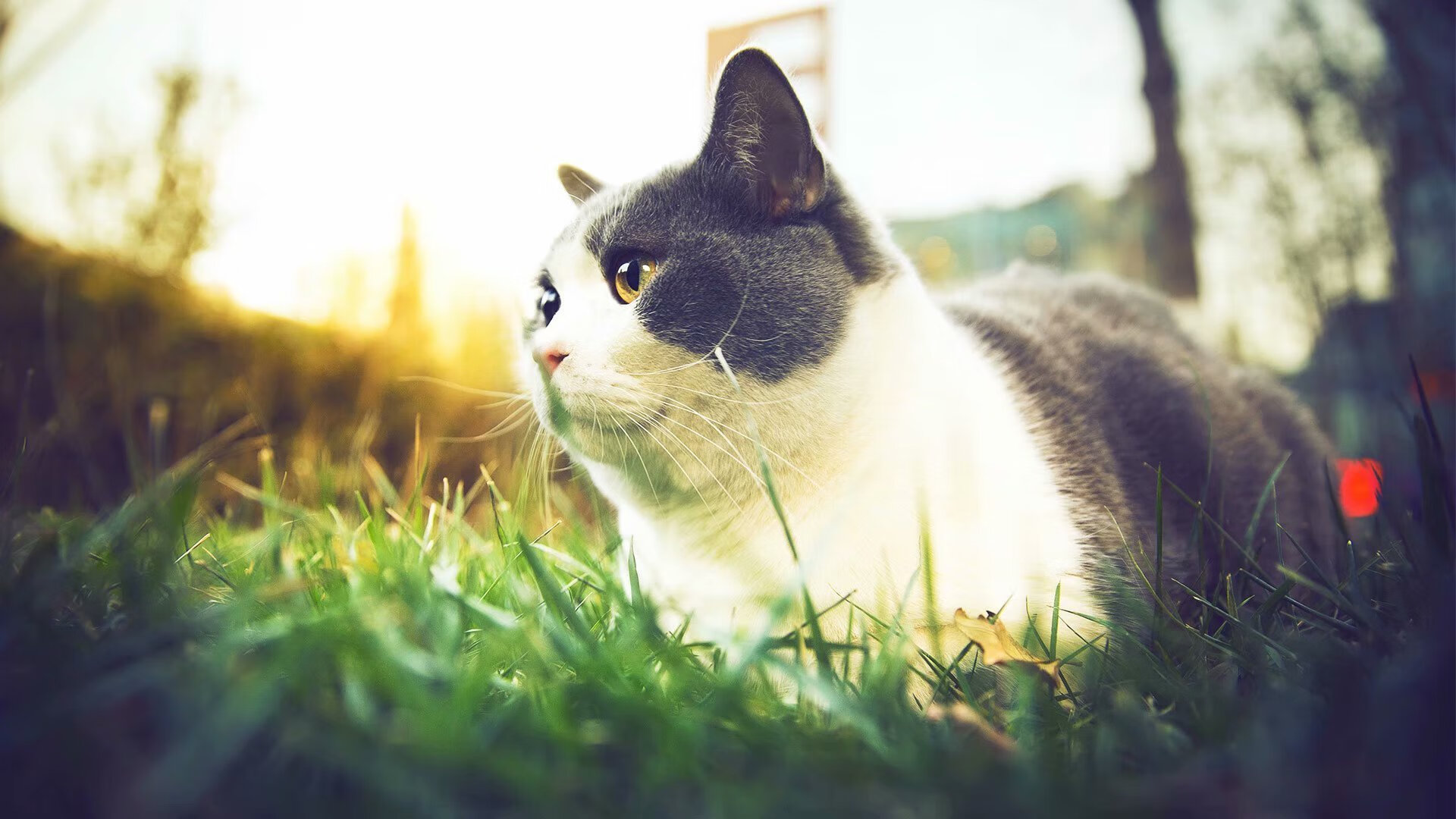 双线叙事，贝林厄姆一剑封喉与苏格兰橄榄球的狂野冲锋