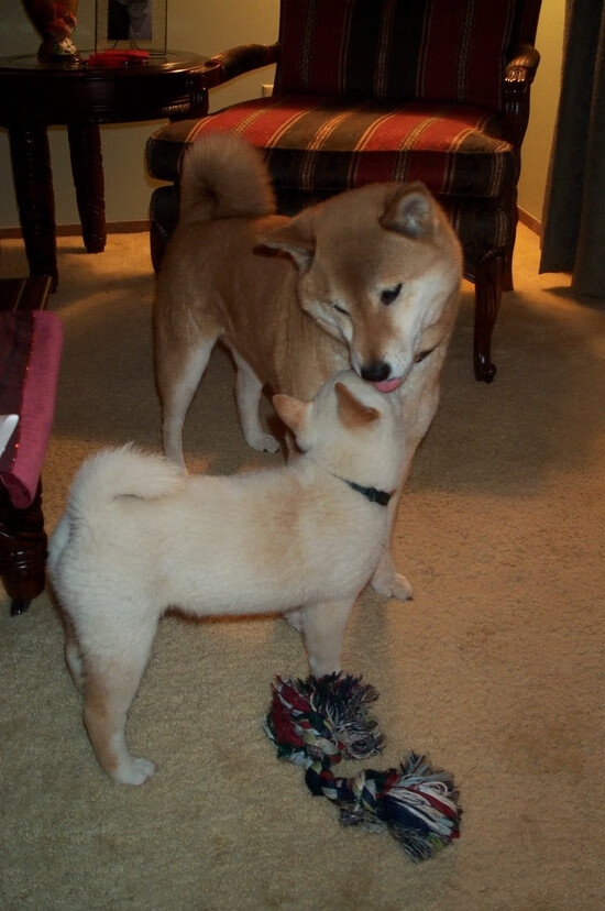 唯一绿茵奇观，当蓝白箭为沙漠之狐而战—劳塔罗客场戴帽撕裂防线赛后满分引爆网络