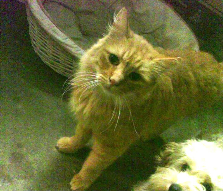 霍勒迪,无冕之王的隐形指挥官