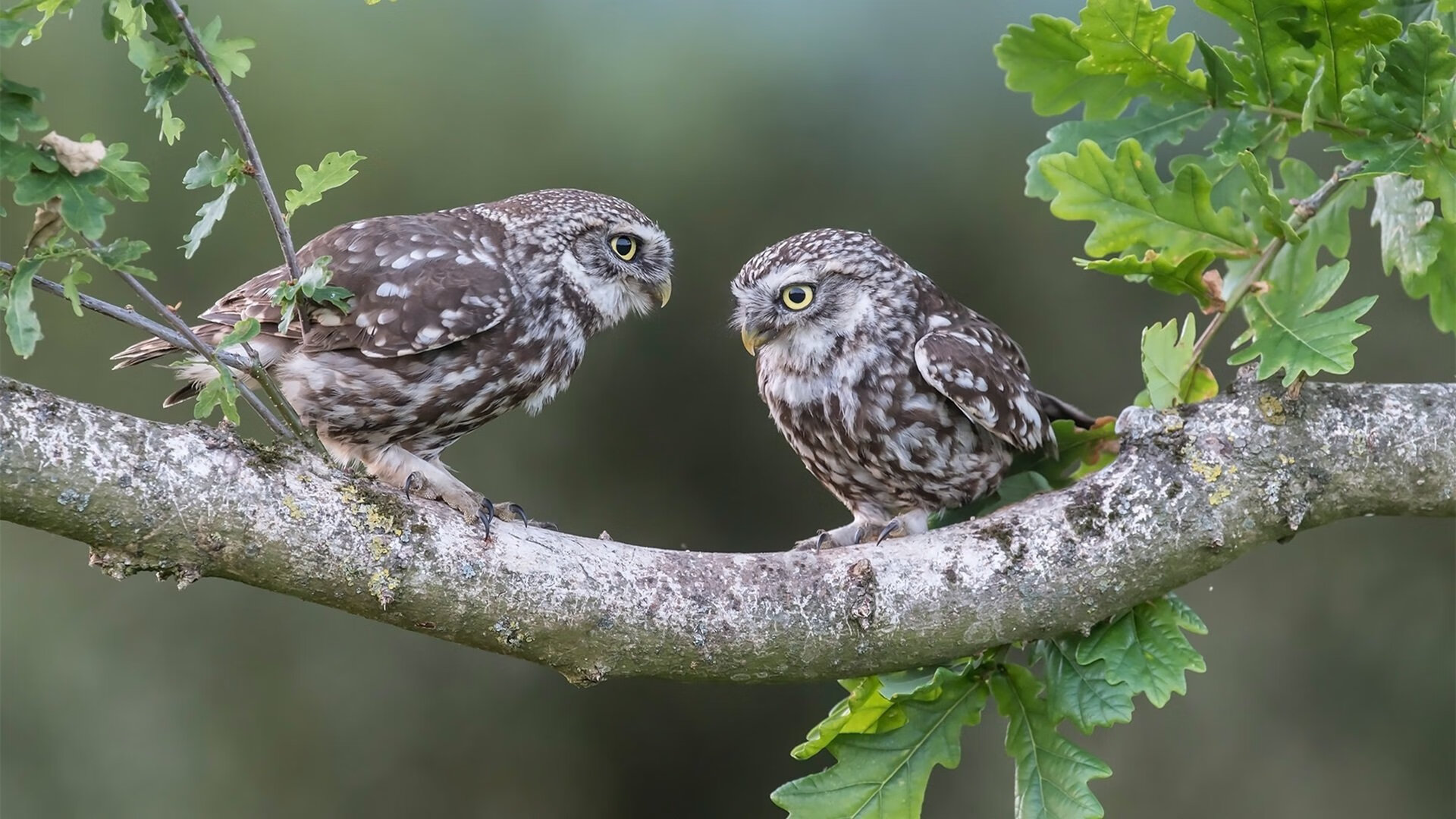 终结者的觉醒，爱尔兰如何提前两轮将日本奥运之梦推向悬崖边缘