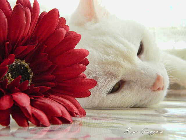 战术铁幕与关键先生，76人如何用窒息防守将爵士节奏拖入泥潭