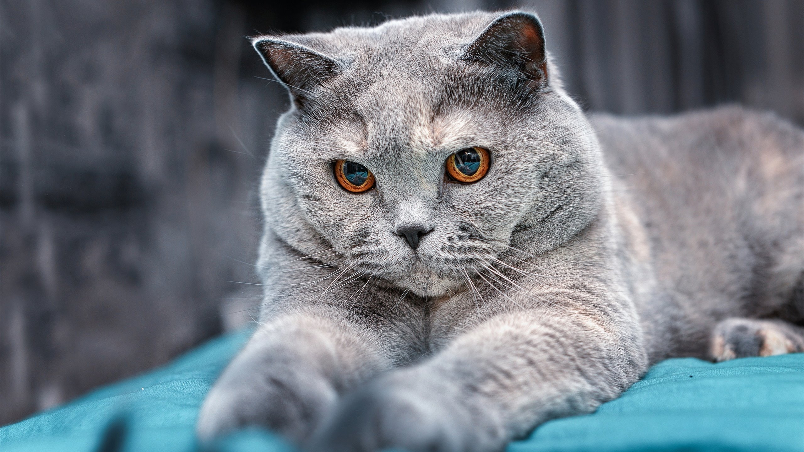 范戴克的孤独之巅与智利的集体狂澜