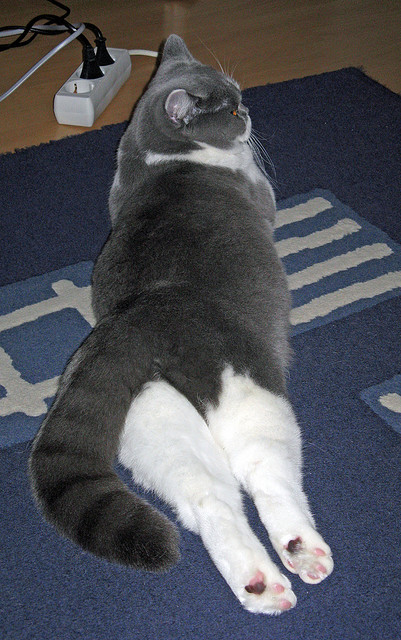 羊脂玉与钢铁森林，当新疆的弯月划过布鲁克林的夜空