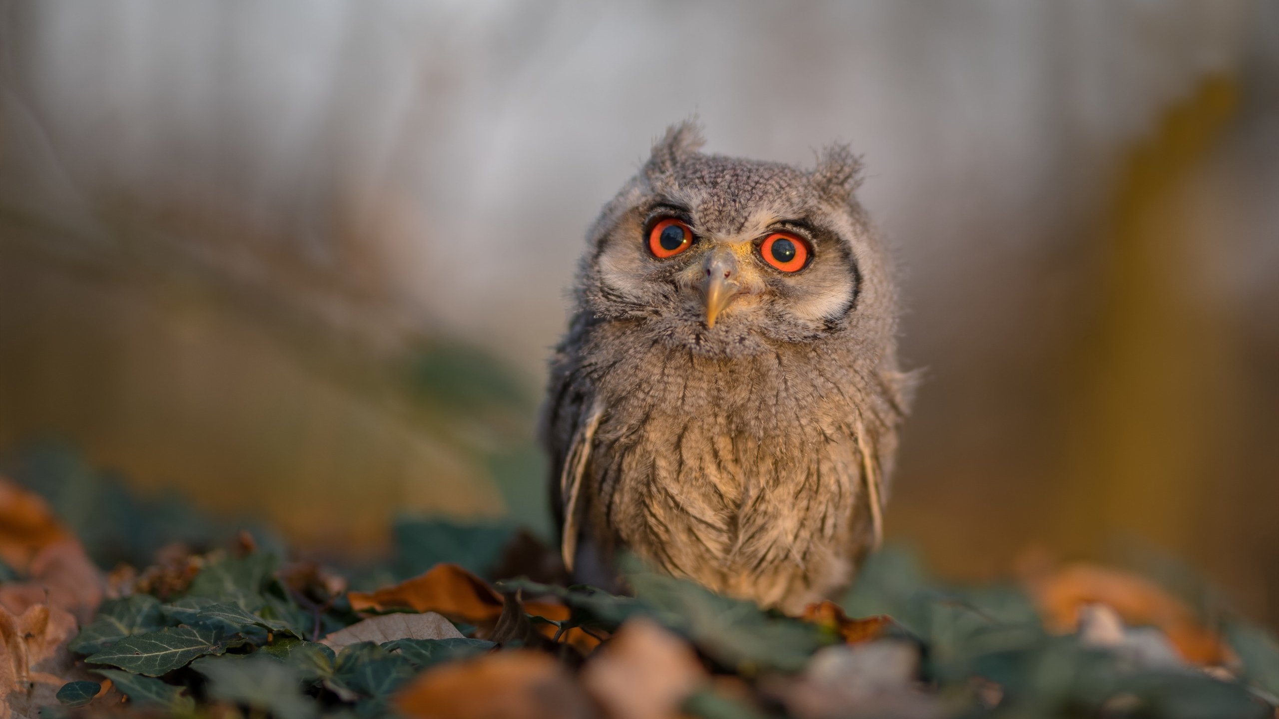 当德布劳内握上方向盘,一场关于统治力的跨界狂想