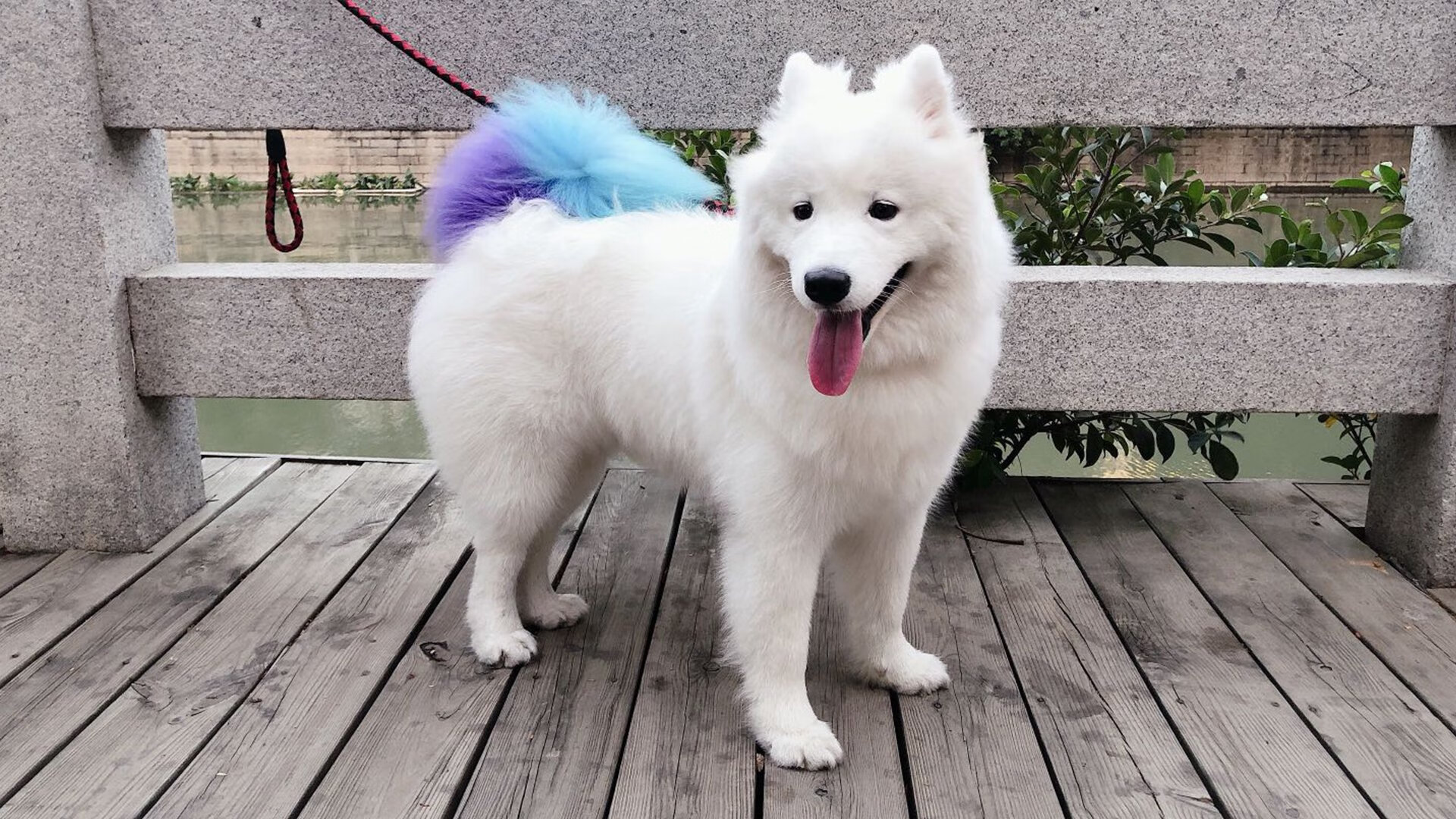 本泽马关键一击，皇家社会连续得分压制拉齐奥