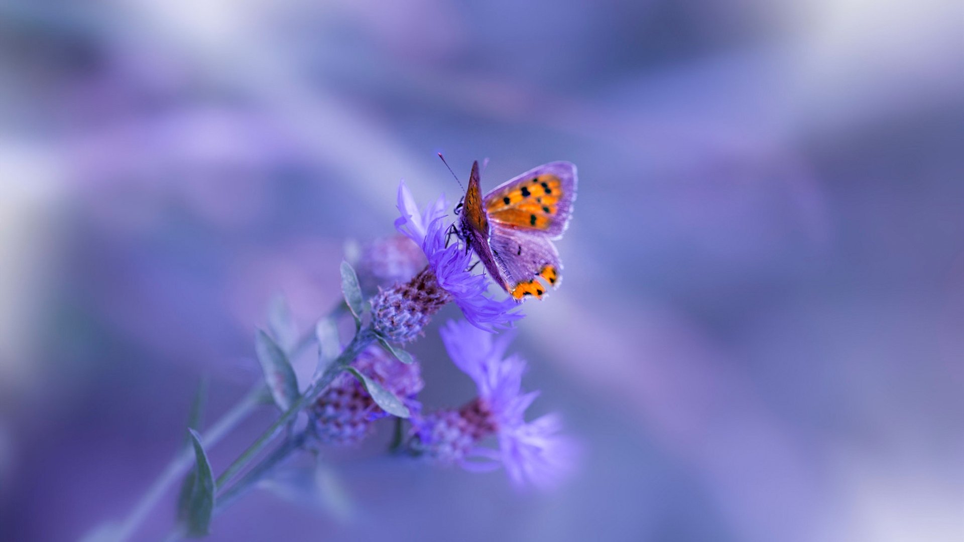 剑落时王朝启，欧冠终章，拉梅洛让世界屏息