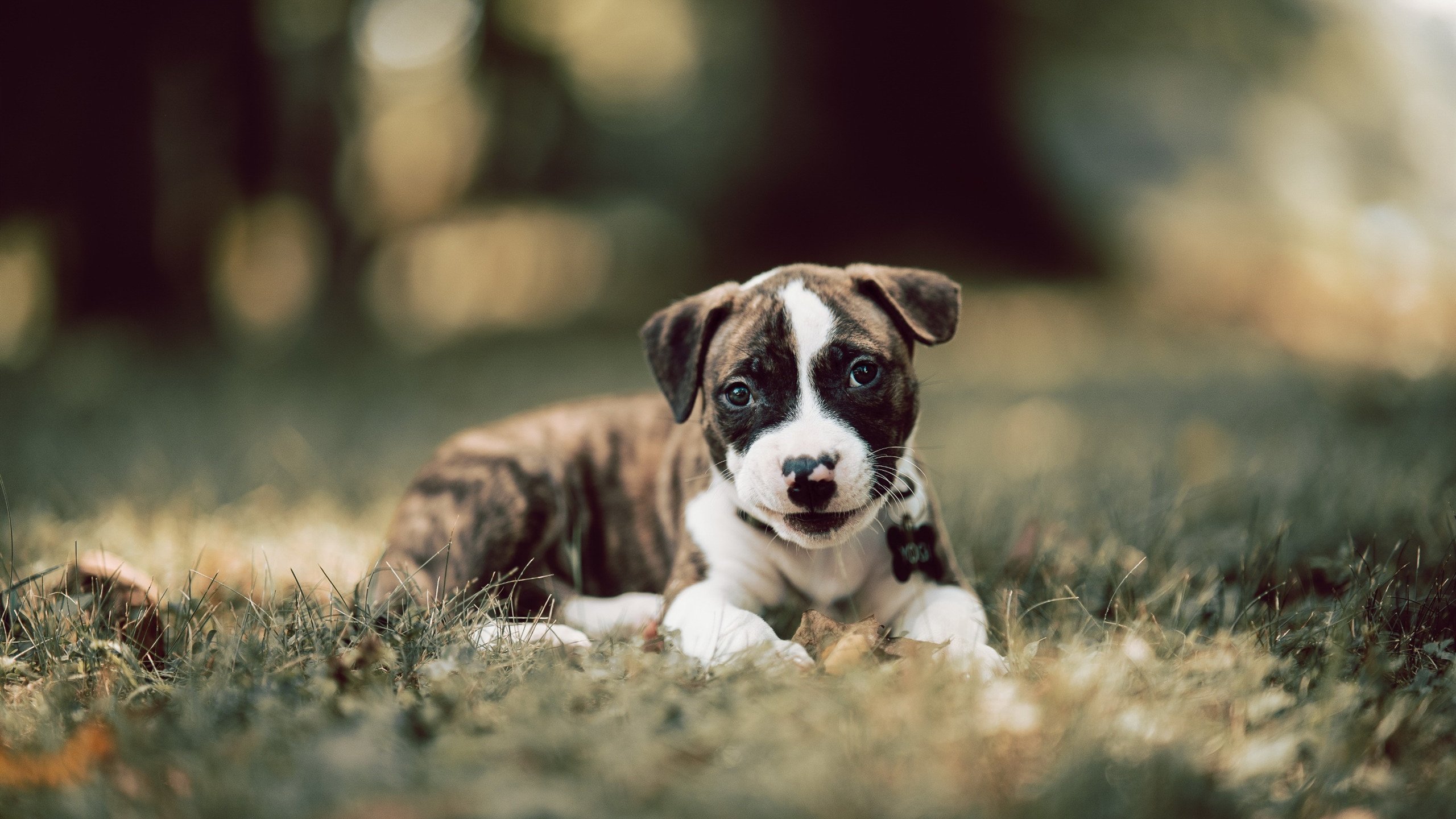 雷霆速胜尼克斯，戈贝尔一柱擎天，攻防一体成全场唯一焦点